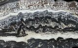 Rare North Pole Dome Stromatolite Slice - Billion Years #50758-1